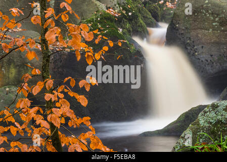 La cascata e faggio, Colore di autunno, Padley Gorge, il Parco Nazionale di Peak District, Derbyshire, England, Regno Unito, Europa Foto Stock