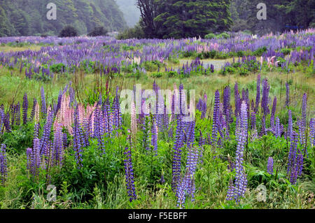 Fioritura lupini, Lupinus polyphyllus, lungo Milford road, Te Anau, il Parco Nazionale di Fiordland, Isola del Sud, Nuova Zelanda Foto Stock