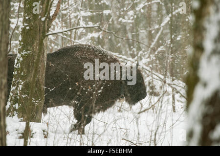 Il bisonte europeo (Bison bonasus) bull, Bialowieza National Park, Voivodato Podlaskie, Polonia Foto Stock