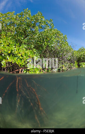 Rhizophora sp. mangrove al di sopra e al di sotto di dividere i colpi da Sau Bay, Vanua Levu, Figi, South Pacific Pacific Foto Stock