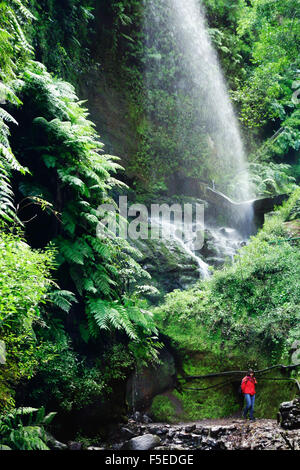 Foresta Laurel, Los Tilos Riserva della Biosfera, La Palma Isole Canarie Spagna, Europa Foto Stock