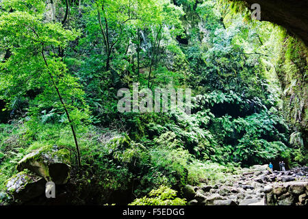 Foresta Laurel, Los Tilos Riserva della Biosfera, La Palma Isole Canarie Spagna, Europa Foto Stock