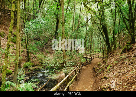 Foresta Laurel, Parque Nacional de Garajonay, Sito Patrimonio Mondiale dell'UNESCO, La Gomera, isole Canarie, Spagna, Europa Foto Stock