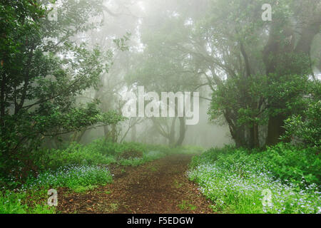 Foresta Laurel nella nebbia, El Hierro, Isole Canarie, Spagna, Europa Foto Stock