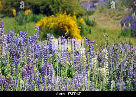 Flowering lupines, Lupinus polyphyllus, along Alpine road, South Island, New Zealand Foto Stock