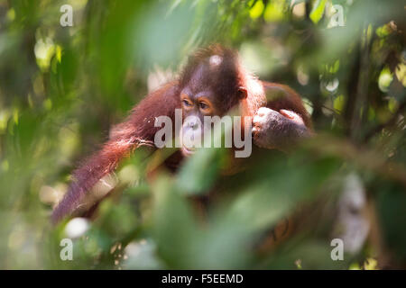 Orangutan nella giungla nel Borneo malaysiano Foto Stock