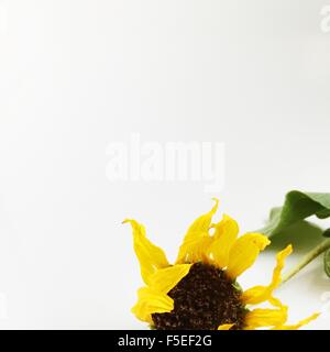 Close-up di un appassite, essiccato il girasole (Helianthus annuus) Foto Stock