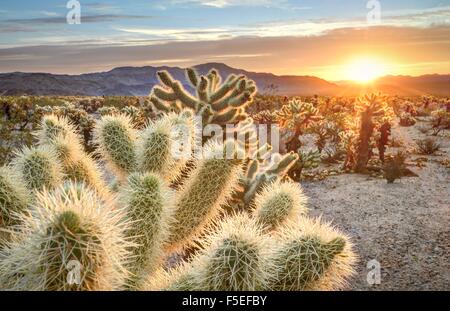 Teddy bear cholla cactus nel parco nazionale di Joshua Tree al tramonto, California USA Foto Stock