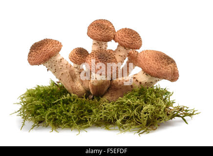 Chiodino funghi isolati su sfondo bianco Foto Stock