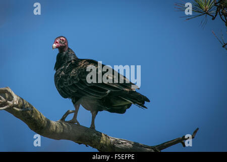 La Turchia vulture (Cathartes aura), Maryland, Stati Uniti d'America Foto Stock