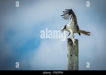 Osprey con pesci di artigli su un palo di legno, Maryland, Stati Uniti d'America Foto Stock