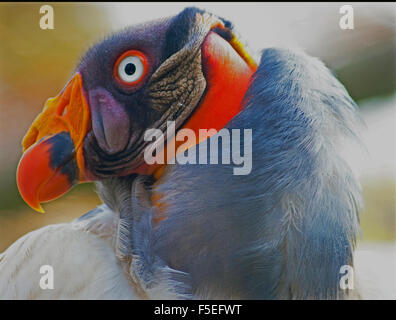 Ritratto di una King Vulture (Sarcoramphus papa), Sud Africa Foto Stock