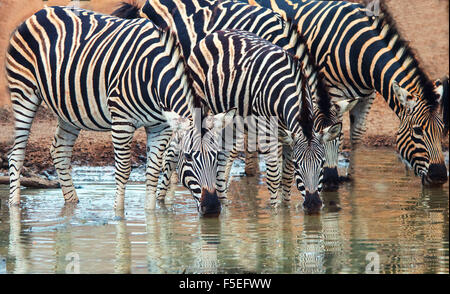 Fila di quattro zebra di Burchell (Equus quagga burchellii) bevendo in un buco di irrigazione, Sudafrica Foto Stock