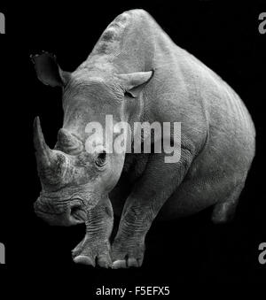 Primo piano di un rinoceronte bianco su sfondo nero, Sudafrica Foto Stock