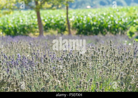 Campo di lavanda, Sequim, Washington, Stati Uniti d'America Foto Stock