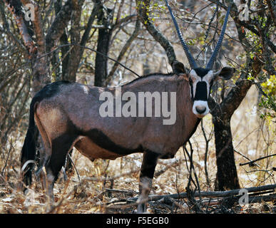 Gemsbok (Oryx gazella), Sud Africa Foto Stock