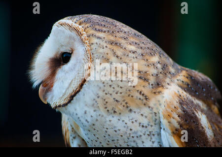 Ritratto di un barbagianni, Sud Africa Foto Stock