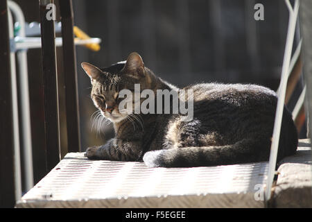 Gatto in posa il sole Foto Stock