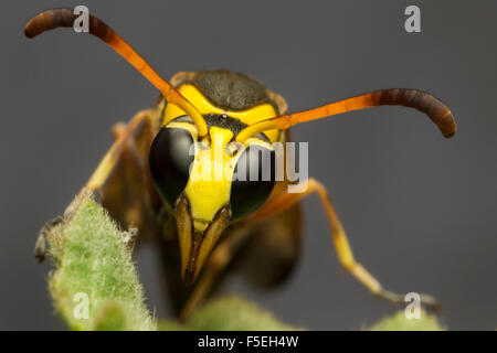 Close-up di una giacca gialla wasp, Bekasi, West Java, Indonesia Foto Stock