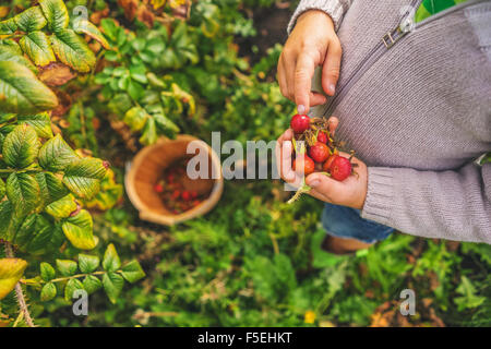 Vista in elevazione di un ragazzo picking cinorrodi Foto Stock