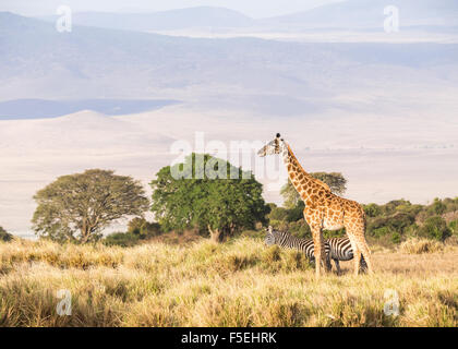 Giraffe e zebre sul bordo del cratere di Ngorongoro in Tanzania, Africa, al tramonto. Foto Stock