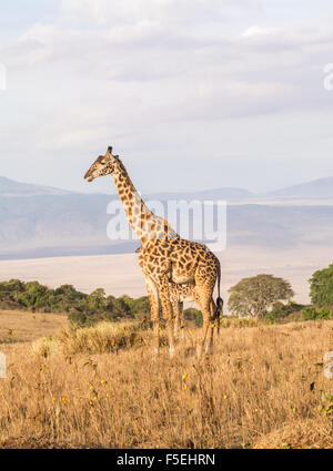 La giraffa sul bordo del cratere di Ngorongoro in Tanzania, Africa, al tramonto. Foto Stock