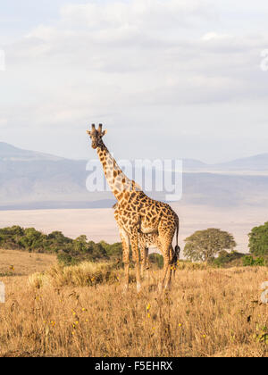 La giraffa sul bordo del cratere di Ngorongoro in Tanzania, Africa, al tramonto. Foto Stock