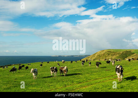 Le mucche in un campo, Manorbier, Wales, Regno Unito Foto Stock