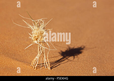 Un impianto a secco nel deserto di sabbia. Foto Stock