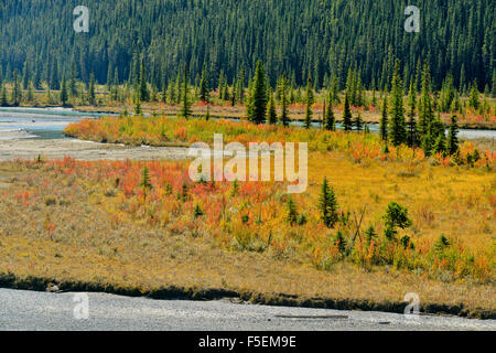Colore di autunno lungo le coste del nord del Fiume Saskatchewan, il Parco Nazionale di Banff, Alberta, Canada Foto Stock