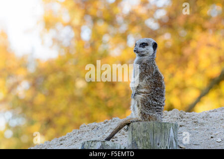 Un lone meerkat 'suricata suricatta' si affaccia per i predatori mentre la guardia in Longleat Safari Park, Wiltshire, Inghilterra, Regno Unito Foto Stock