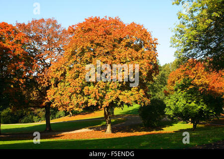 Acero di monte albero, Acer pseudoplatanus. Autunno Foto Stock