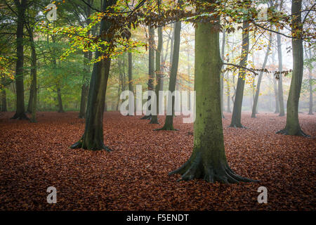 Condizioni di nebbia in un bosco autunnale in Essex, Inghilterra, Regno Unito. Foto Stock