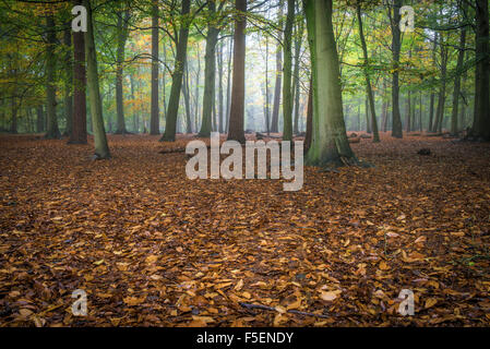 Condizioni di nebbia in un bosco autunnale in Essex, Inghilterra, Regno Unito. Foto Stock