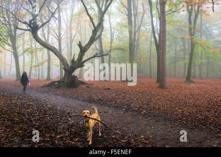 Un dog walker e il suo animale domestico passeggiate in una nebbia autunnale di Thornton Parco bosco in Essex, Inghilterra, Regno Unito. Regno Unito meteo. Foto Stock