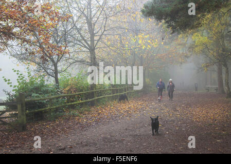 Condizioni di nebbia in un bosco autunnale a Thornton Park, Essex, Inghilterra, Regno Unito. Foto Stock