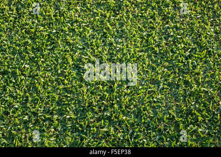 Erba verde - Vista aerea close up Foto Stock