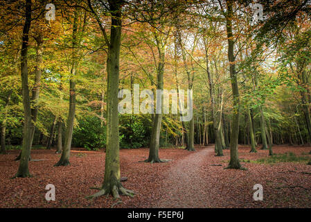 Un bosco autunnale in Essex, Inghilterra, Regno Unito. Foto Stock