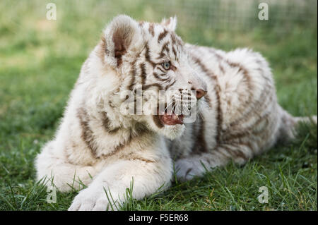 Bianco giovane tigre del Bengala giace sull'erba nel contenitore DELLO ZOO Foto Stock