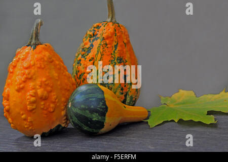 Autunno still life con mini zucche su legno vecchio Foto Stock