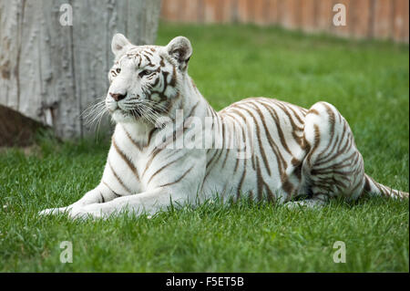 Femmina della tigre bianca del Bengala fissa sull'erba Foto Stock