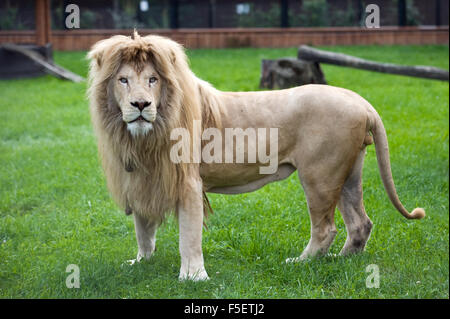 Un 4-anno-vecchio leone bianco nella foto allo zoo enclosure. Foto Stock