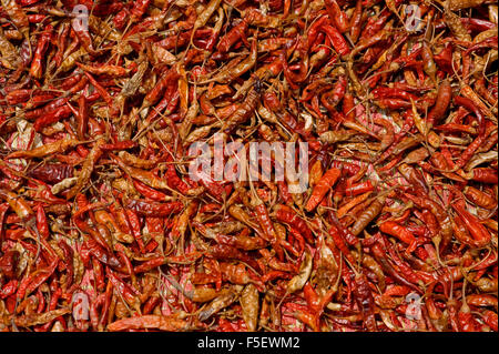 Modello di Patè di Peperoncini ripieni. Foto Stock