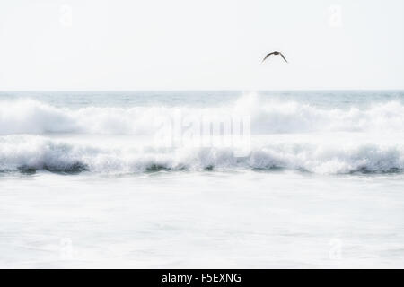 Le onde del mare con battenti seagull. Foto Stock