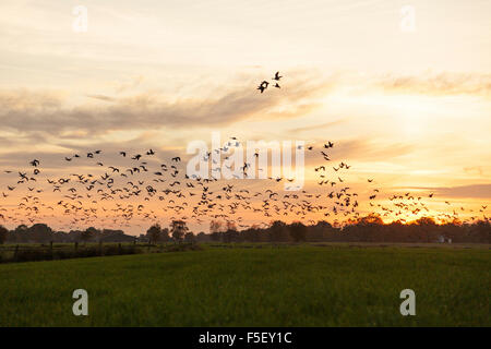 Stormo di oche selvatiche in volo in sunset Foto Stock