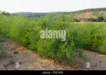 Asparago (Asparagus officinalis) campo, bassa Franconia, Franconia, Baviera, Germania Foto Stock