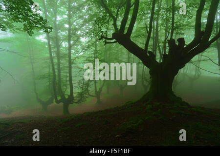 Scary misteriosa foresta con nebbia Foto Stock