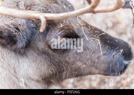 La renna a Dudley Zoo West Midlands, Regno Unito Foto Stock