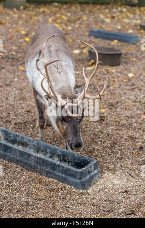 La renna a Dudley Zoo West Midlands, Regno Unito Foto Stock