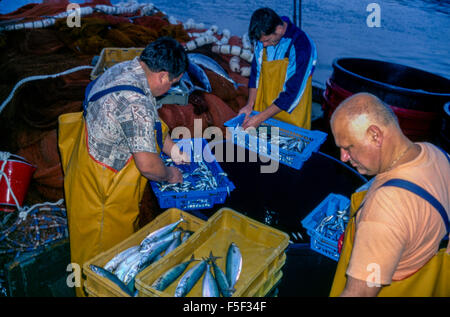 90 / 5000 Výsledky překladu pescatori al mattino scaricano il pescato dalla barca, pesce fresco pescato di notte, porto croato di Rijeka Foto Stock